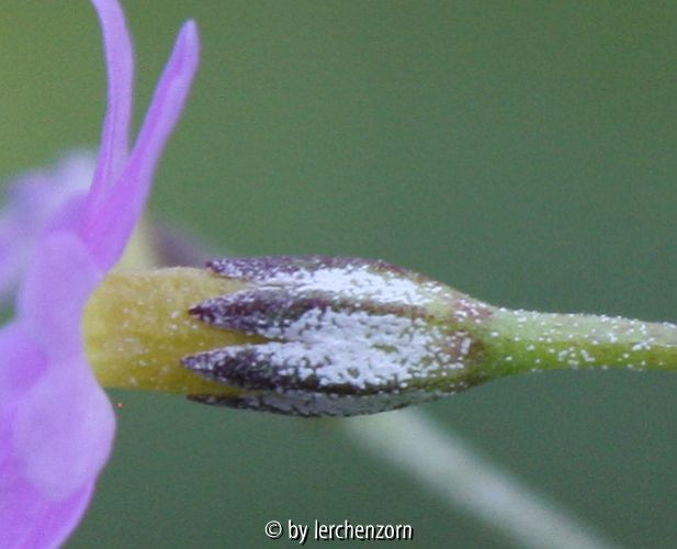 Primula frondosa, Kelchblatt-Enden