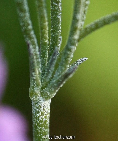 Primula frondosa, Tragblätter