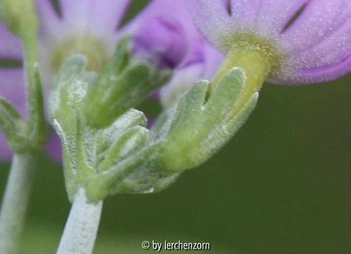 Primula cf. farinosa, Trag- und Kelchblätter