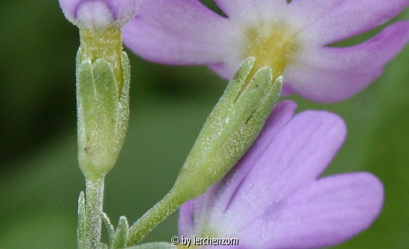 Primula cf. farinosa, Kelchblätter