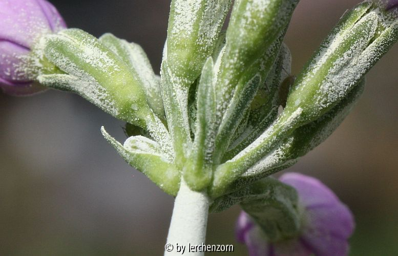 Primula cf. farinosa, Trag- und Kelchblätter