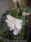 'Hagoromo' 2014 1