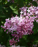 Syringa-MissJapan_14-2.jpg
