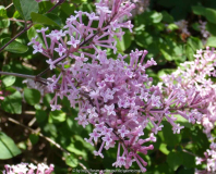 Syringa-MissJapan_14-1.jpg