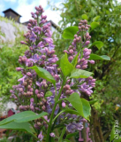 DSCN0658.JPG