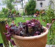 DSCN0712.JPG