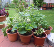 DSCN0721.JPG