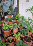 DSCN0719.JPG