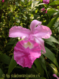 Sobralia sessiliflora