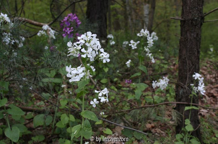 Lunaria annua ALBA