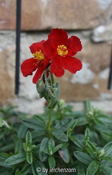 Helianthemum Cult. karminrot