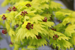 Acer shirawasanum 'Aureum', 18.04.14