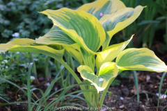 Hosta 'Liberty' 14.04.2014