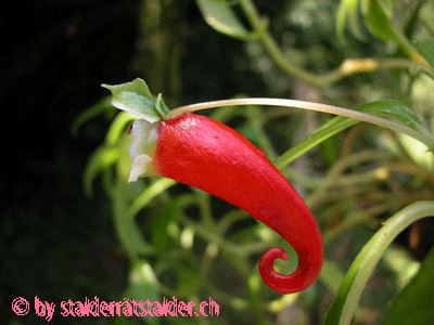 Impatiens paucidentata