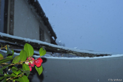 aprilschnee14