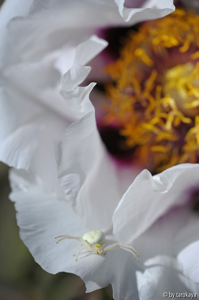p.rockii U.K.14 mit gast