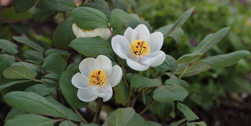 Paeonia obovata