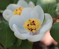 Paeonia obovata