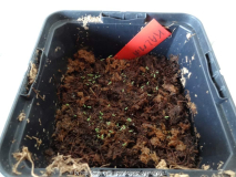 Kalmia latifolia Germination April 2014