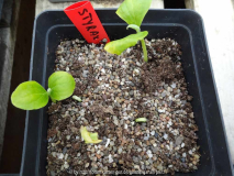 Styrax obassia Germination April 2014
