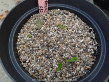Franklinia alatamaha Germination April 2