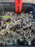 Trillium undulatum Germination April 201