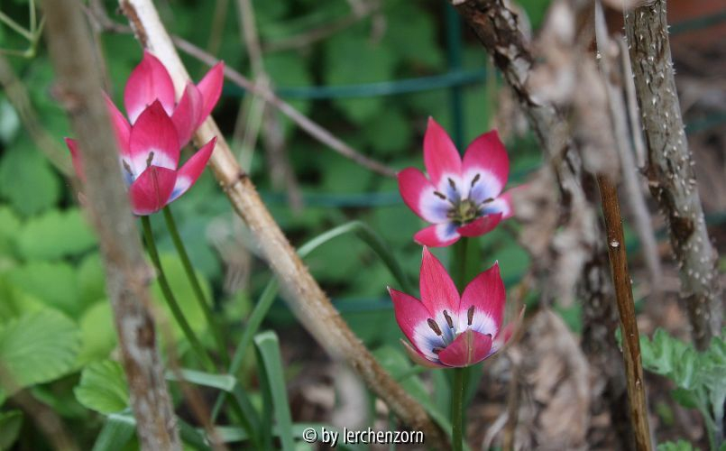 Tulipa pulchella