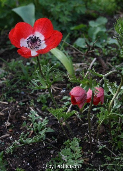 Anemone coronaria