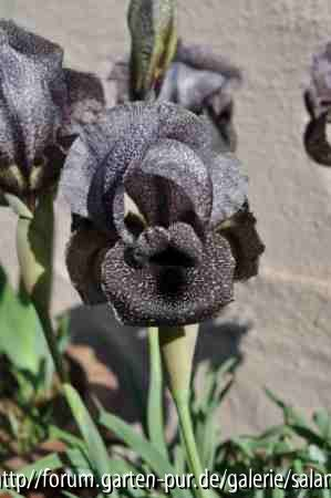 Iris damascena