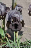 Iris damascena