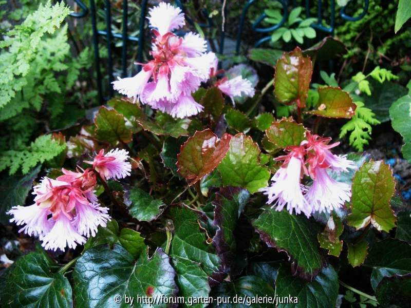 Shortia soldanelloides var. ilicifolia Vollblüte