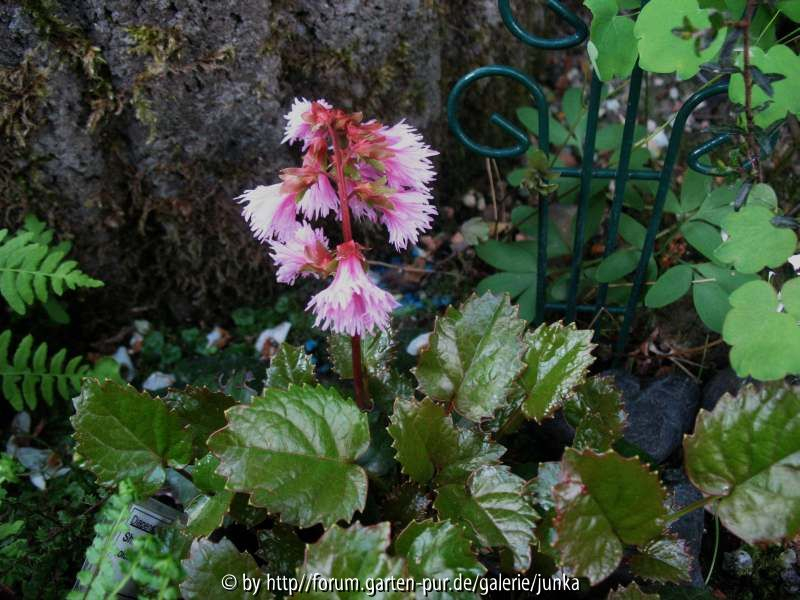 Shortia soldanelloides var.  magna