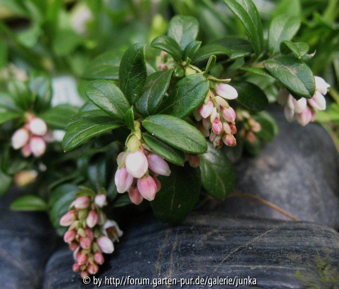 Vaccinium vitis-idaea