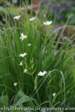Stellaria u. Luzula
