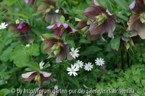 Hellis m. Stellaria
