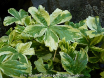 astrantia sunningdale.jpg