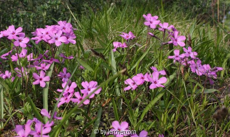 Phlox x procumbens