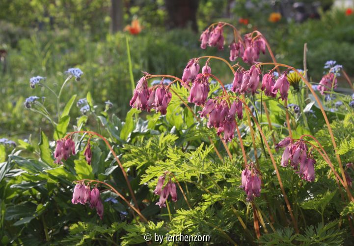 Dicentra formosa