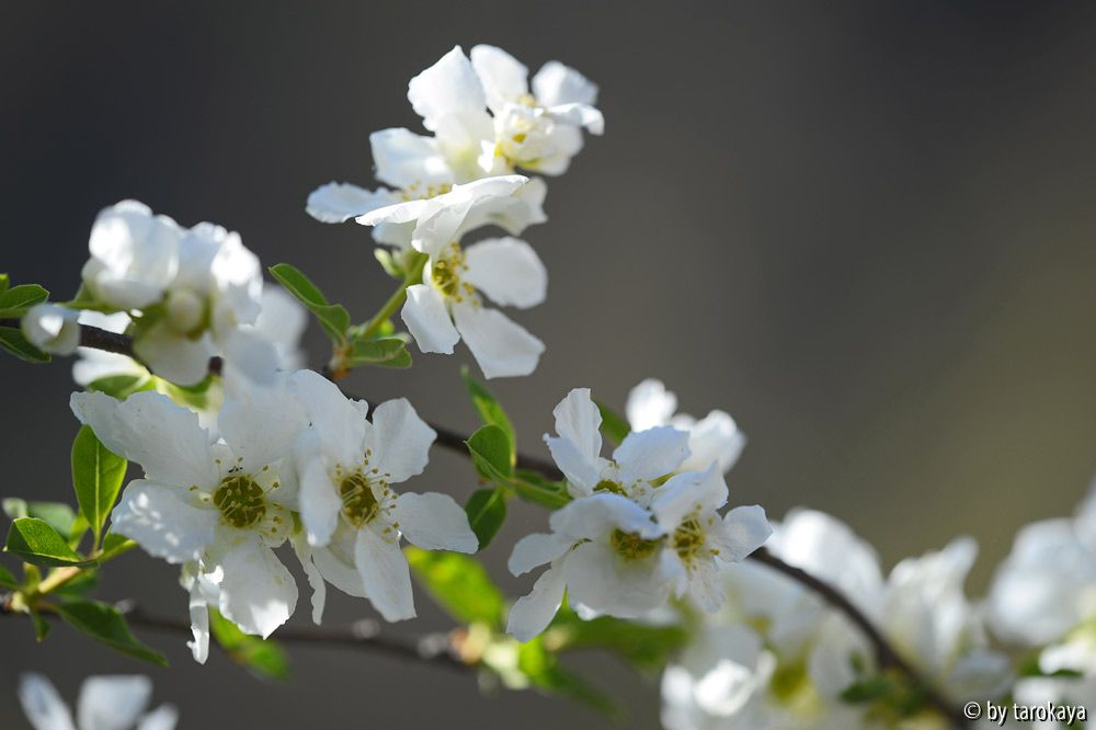 exochorda14