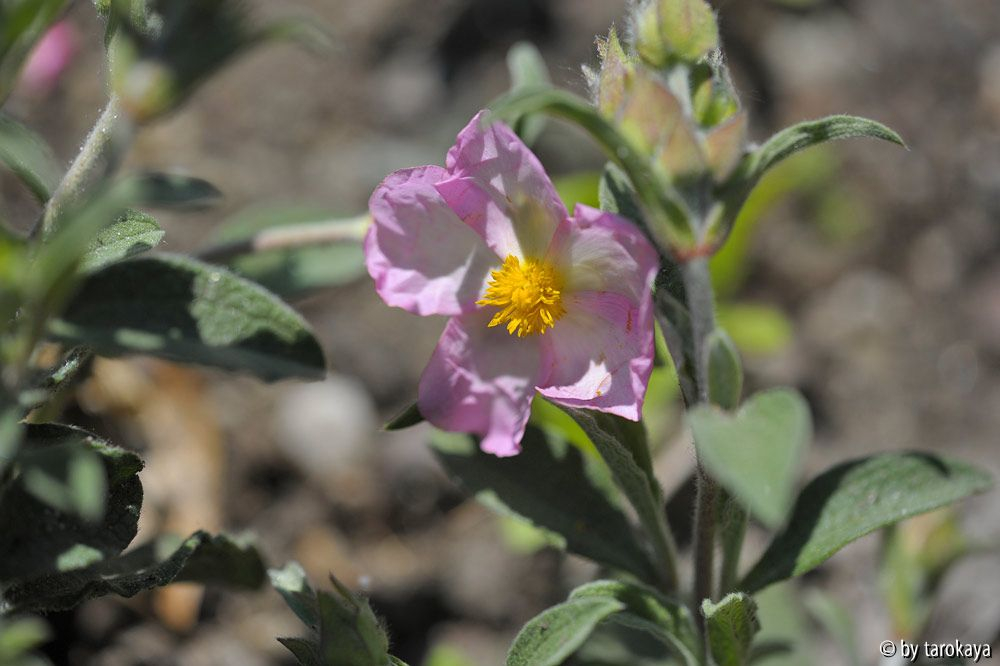 cistus parvifl.14 einzeln