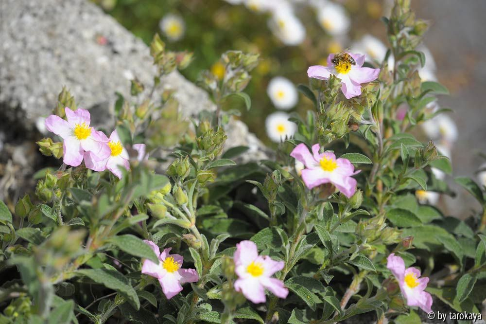 cistus parvifl.14