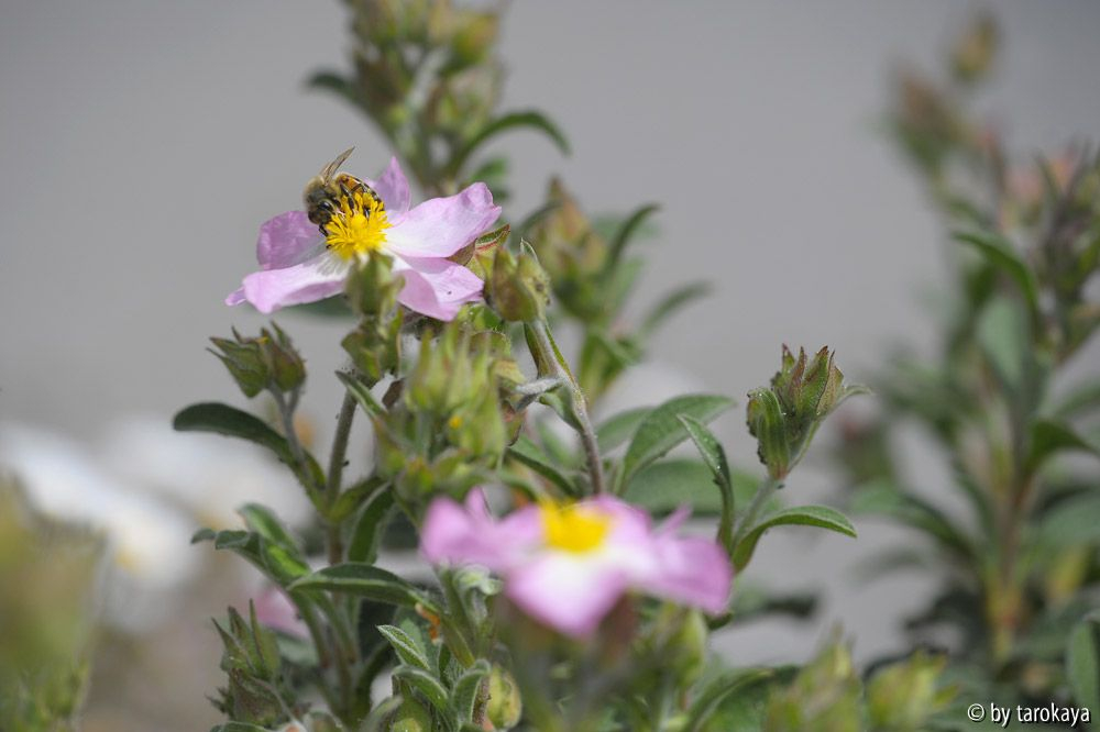 cistus parvifl.14 biene