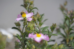 cistus parvifl.14 biene