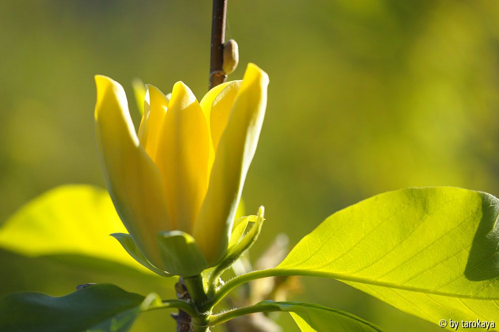 yellow bird14