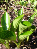 Hosta-DevonGreen_14-1.jpg