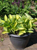 Hosta-June_14-1.jpg
