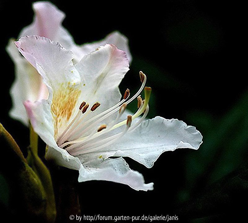 Rhododendron2