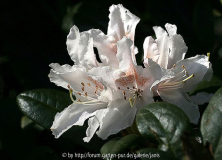 Rhododendron3