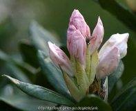 Rhododendron4