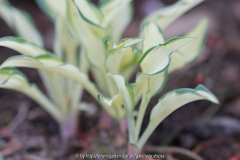 Minihosta 'Little Jay'